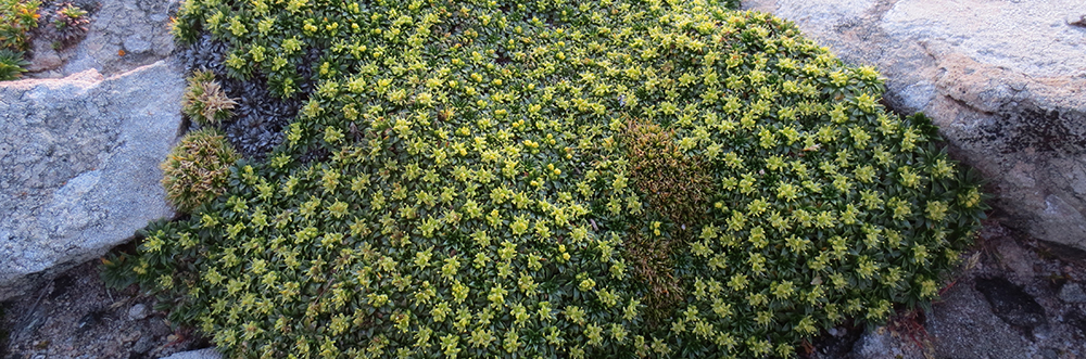 TUFTED AZORELLA Azorella monantha